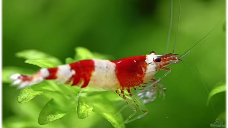 23.06.11 von Ralf64 (50)