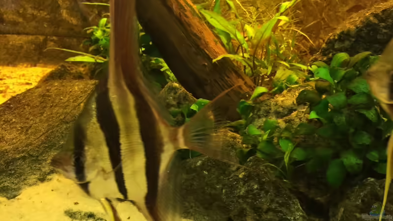 23.06.15 von Insulaner (17)