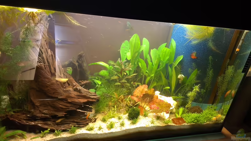 23.06.2014 von raubsau (16)