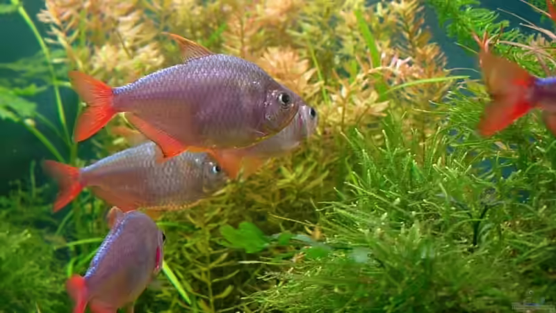 23.08.08 von Daniel_ (20)