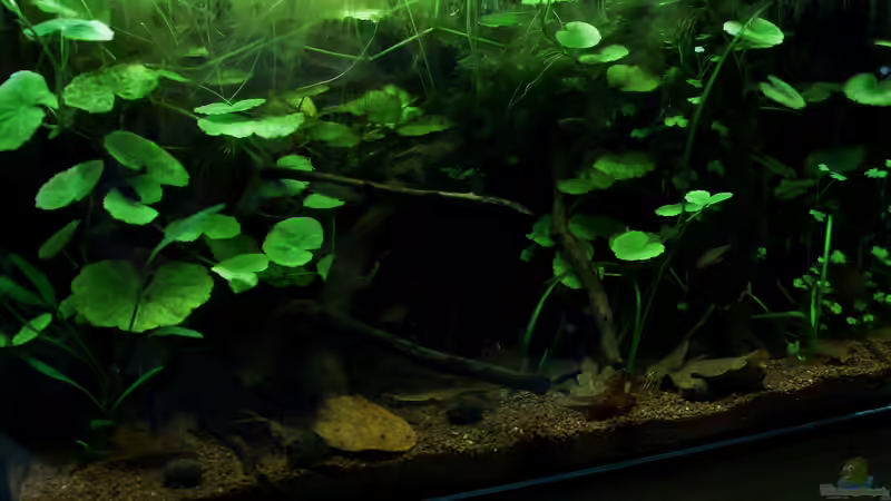 23.08.2012**es wuchert** von die Perle... (4)