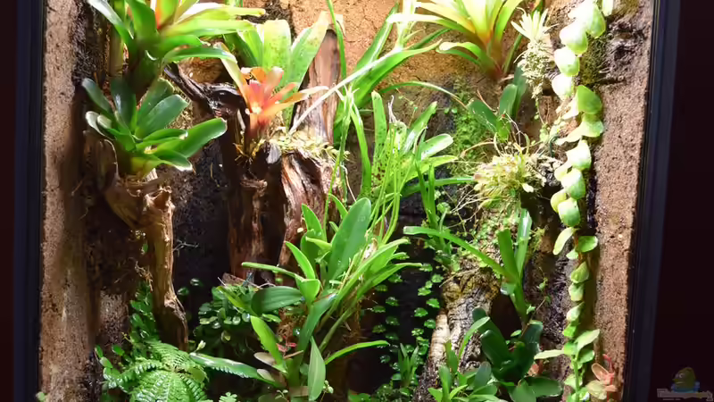 23.08.2015 von Junglist (30)