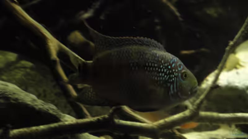 23.08.2015 von Laura (42)