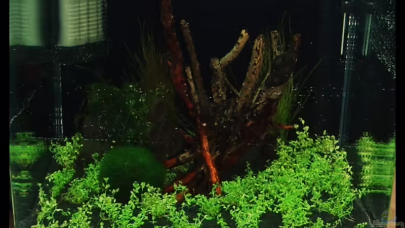 23.1.2009 - 4 Stunden nach dem befüllen