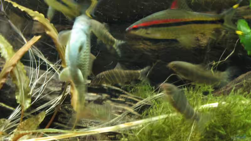 Aquarien mit Garra hughi