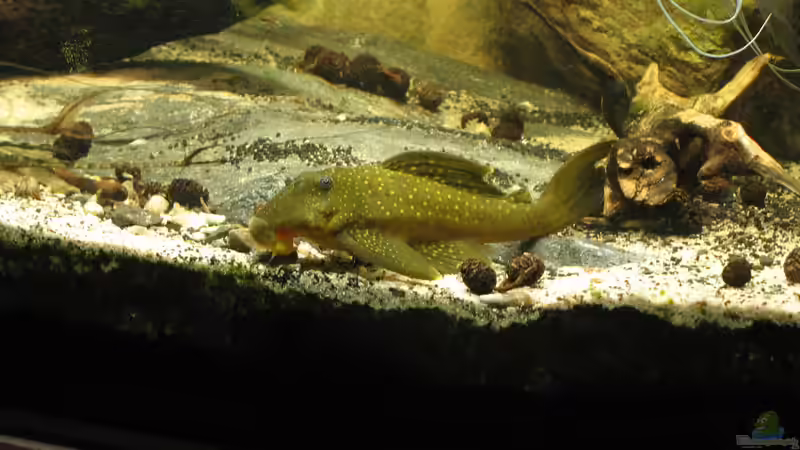 23.10.2016 ´Diamant´ von der Theoretiker (57)