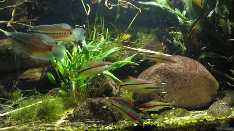 23.10.2016 Fadenfische und Rotstrichbarben von der Theoretiker (47)