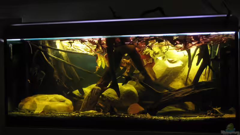 23.10.2016 leicht schräg von rechts von der Theoretiker (29)