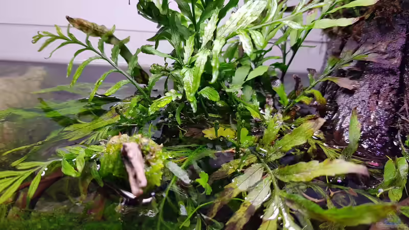 23.10.2020 - Bolbitis heudelotii, Javafarn und Weeping Moss von Julia S. (4)