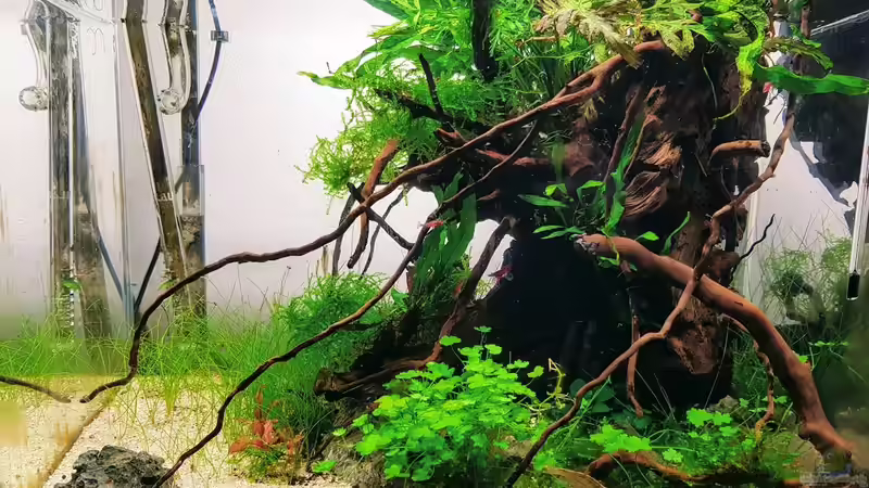 23.10.2020 - Grown Out Roots von Julia S. (1)