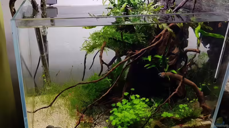 23.10.2020 - Grown Out Roots von Julia S. (2)