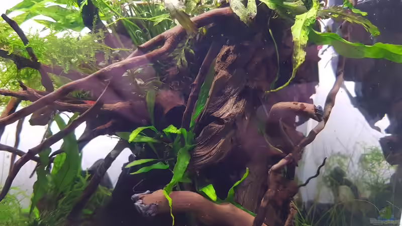 23.10.2020 - Javafarne, Weeping Moss und Buccephalandra von Julia S. (6)