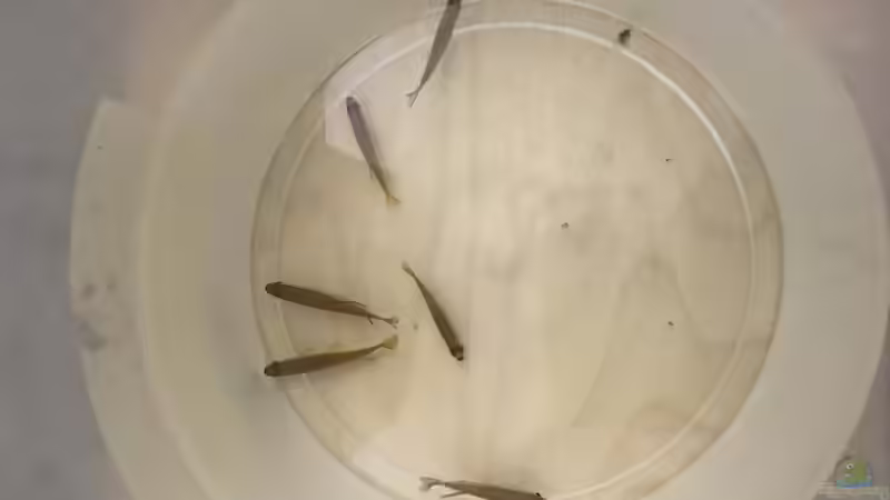 Phenacogrammus aurantiacus im Aquarium halten (Einrichtungsbeispiele für Goldener Kongosalmler)