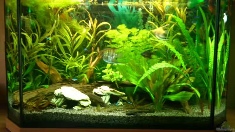 23.12.12 Enorm was für unterschiede in den Bildern zusehen ist wenn man nur mal von Stephan Groß (7)