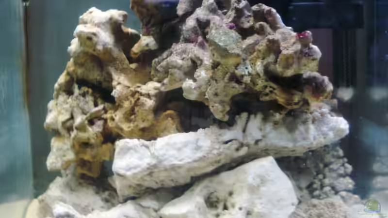 23.12.12 Lebendsteine wurden eingebracht von Jademeister (11)