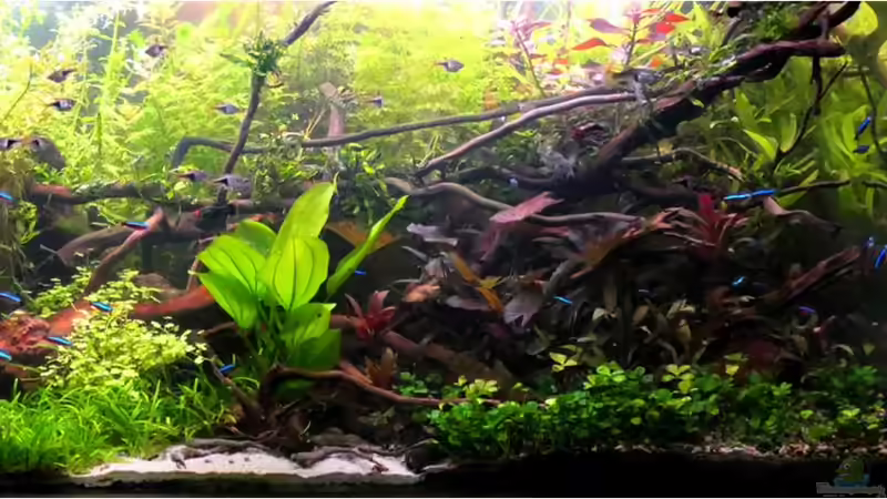 23.12.20-Rechts von brimar67 (2)