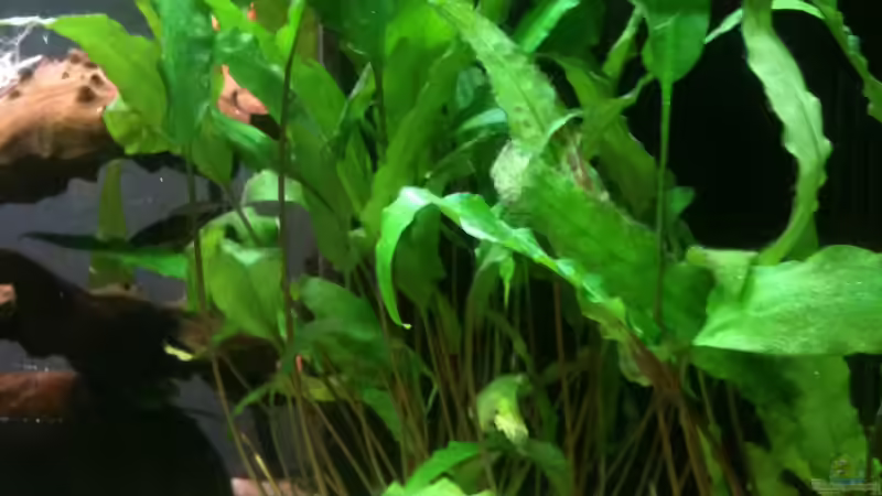 23.12.2011 von Exotist (10)