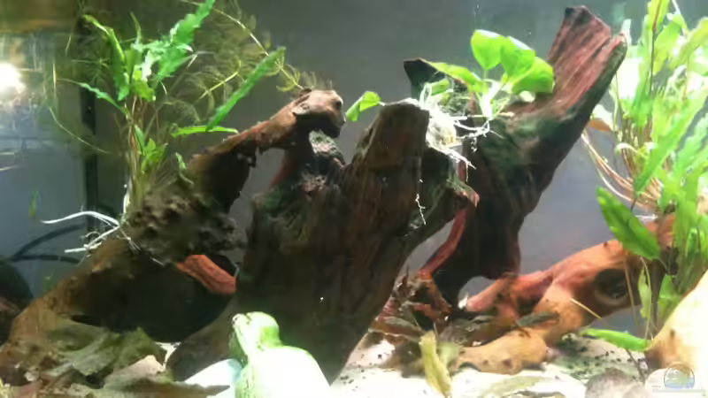 23.12.2011 von Exotist (25)