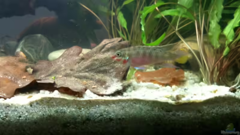 23.12.2011 von Exotist (42)