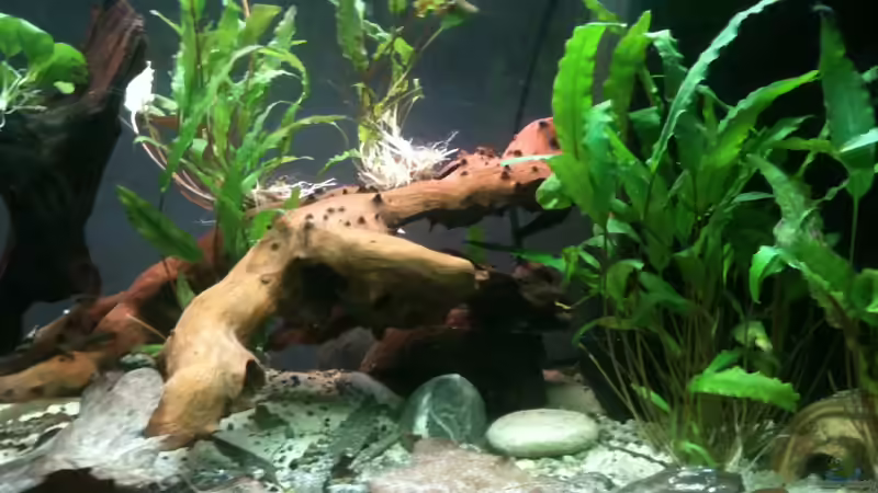 23.12.2011 von Exotist (9)