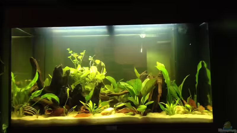 23.12.2016 (1 Woche) von Yell0W (5)