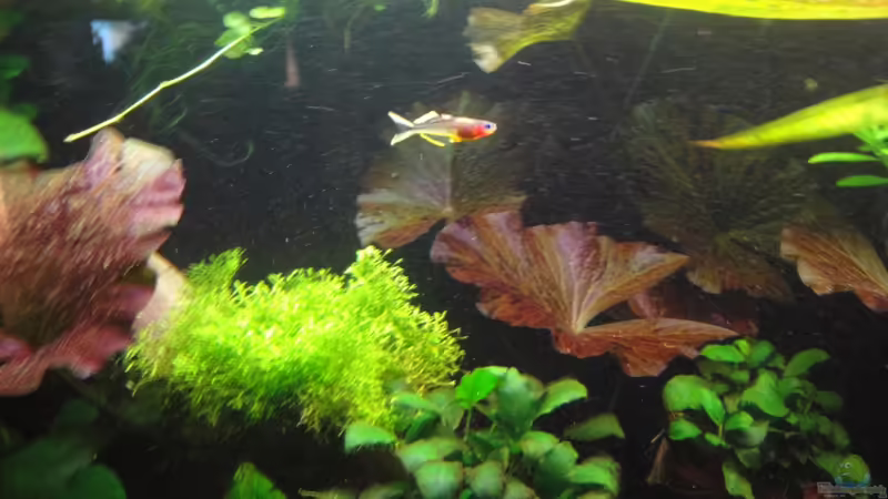 23.2.12 ( endlich !!!!!!) von Heiko Stracke (77)