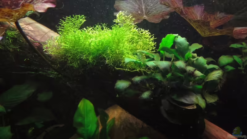 23.2.12 von Heiko Stracke (40)