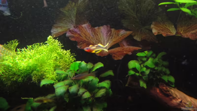 23.2.12 von Heiko Stracke (80)