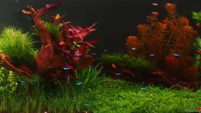 23.2.13 von Bjarke (12)