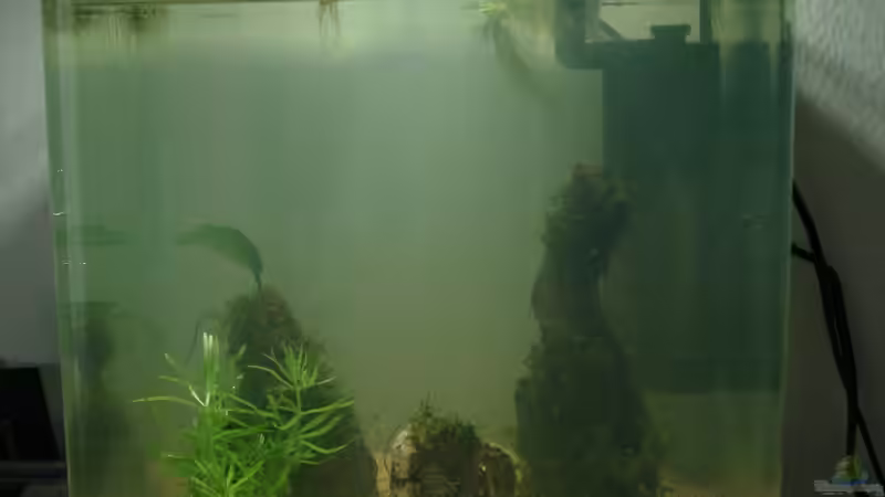 23.3.2013 Neue Einrichtung  von Aquilegia (2)