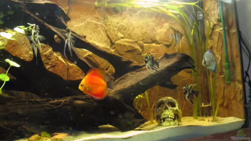 23.4.2011 Meine beiden Diskus sind aus ihrem alten Becken ins Neue gezogen von Andrea (12)