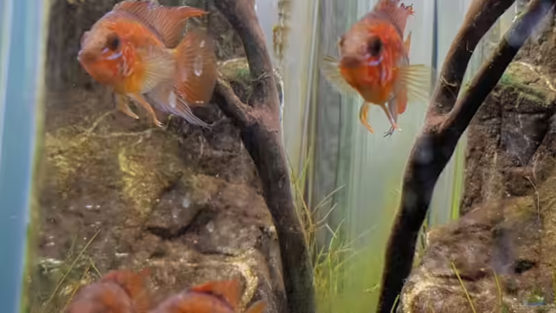 23.5.2020 - Zwei Apistogramma Macmasteri von Julia S. (6)