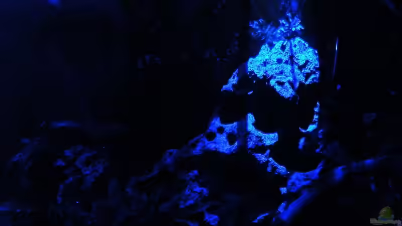 24.01.2010 - Das Becken in der Nacht - Mitte von bergfrau (32)