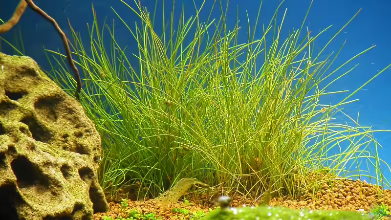 24.01.2010 - Das Nadelsimse-Gebüsch von bergfrau (19)