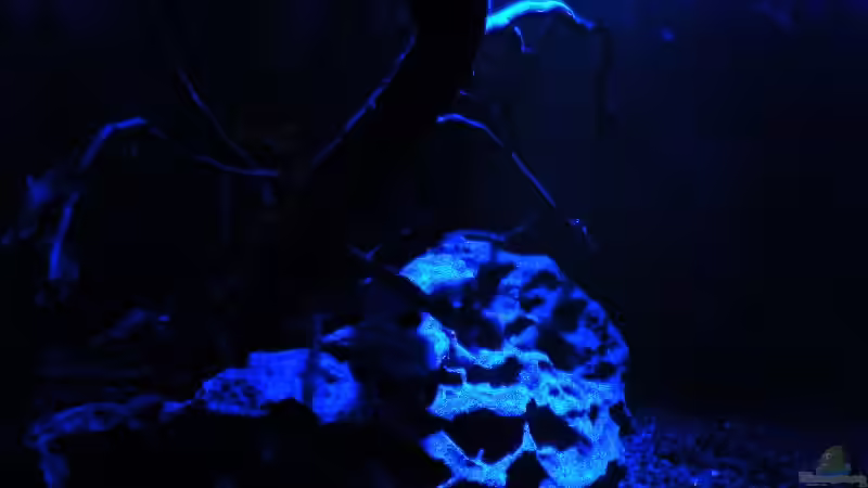 24.01.2010 - Der Garnelenbaum in der Nacht von bergfrau (31)