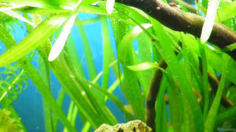 24.01.2010 - Der Vallisnerien-Wald von bergfrau (18)