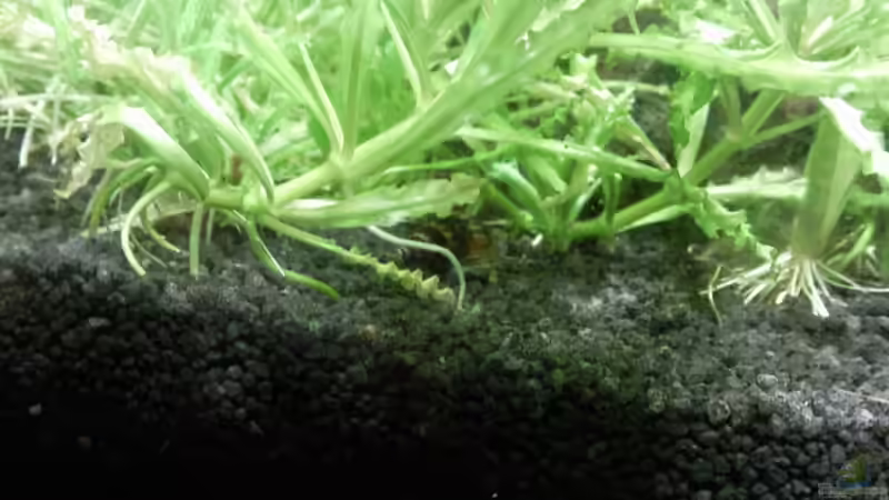 Aquarien mit Melanoides tuberculata (Malaiische Turmdeckelschnecke)