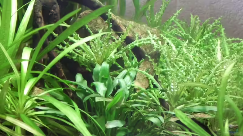 24.01.2010 (von links) von lützkopf (16)