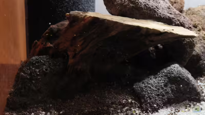 24.01.2015 linke Seite von SouthAmerica (26)