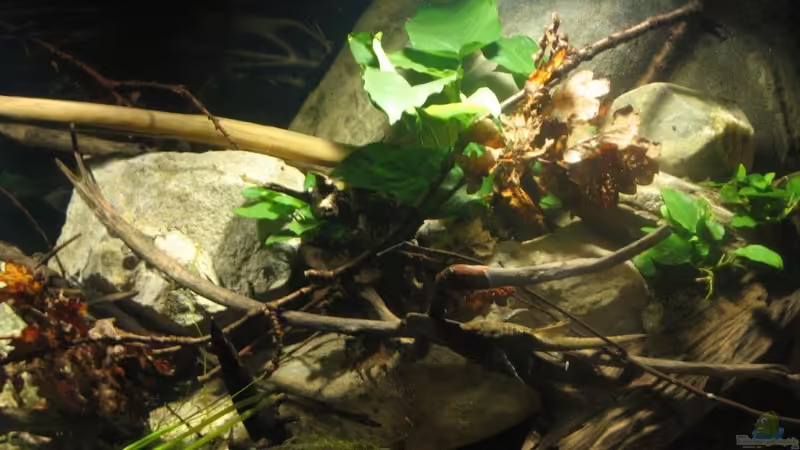 24.01.2017 mitte-rechts von der Theoretiker (19)