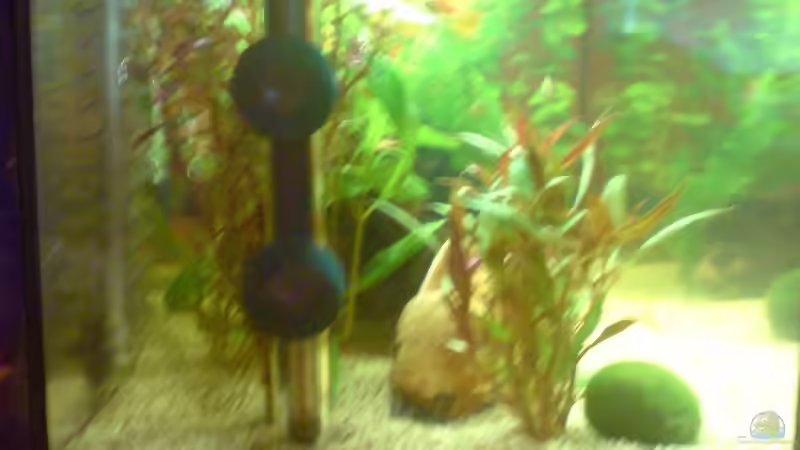 24.02.2008 - linke Seite von Nemo (6)