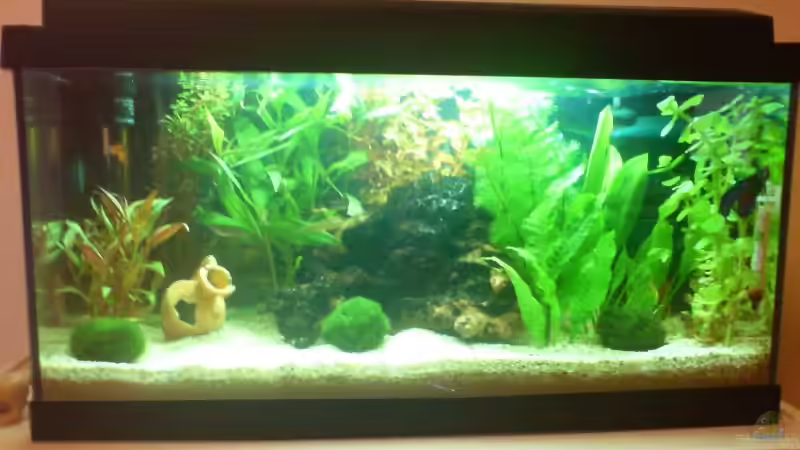 24.02.2008 von Nemo (4)