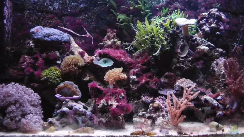 24.02.2008 von Putorius Furo (1)