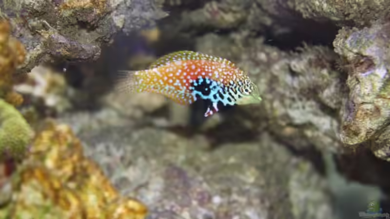 24.02.2009 von Stephan Ascher (48)