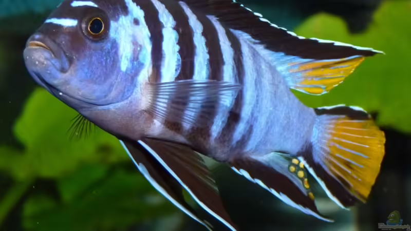 24.02.2010 Pseudotropheus elongatus mpanga