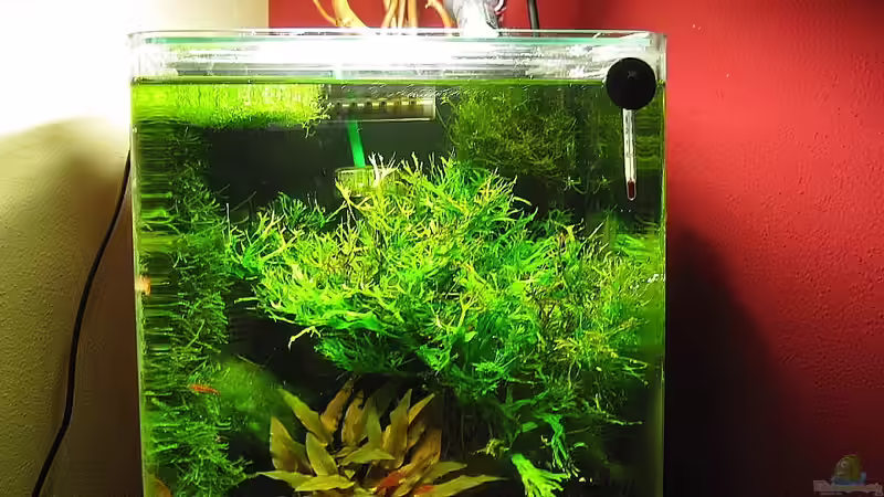 24.02.2011 von Opodeldok (1)