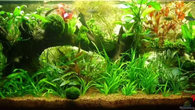 24.03.08 von Wels-fan (12)