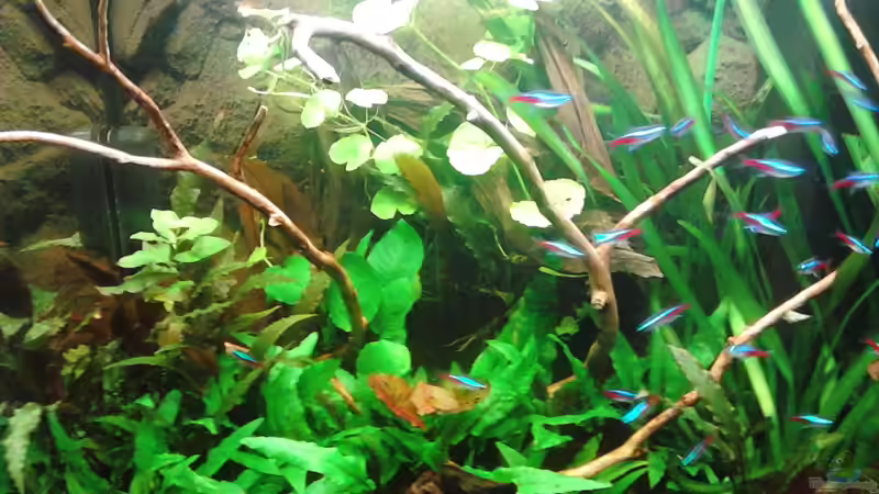 24.03.14 Experiment Buchenäste Teil II. von Herr H. (18)