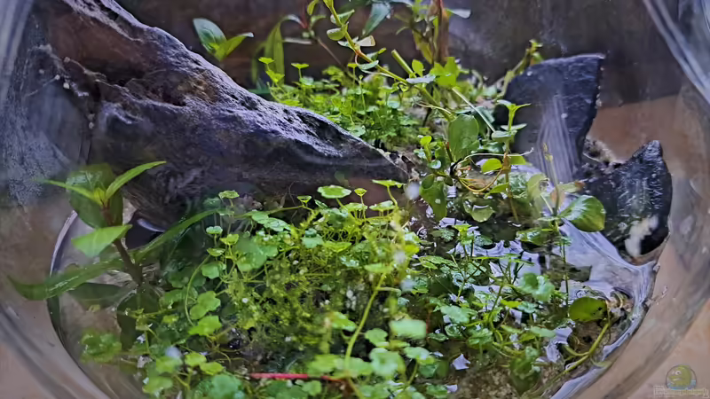 24.03.2023 von okefenokee (29)