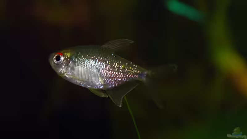 24.04.2010 ~ Brillantsalmler~  Moenkhausia pittieri ~ von Quyrill (22)